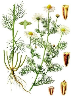 Трёхреберник продырявленный ромашка непахучая