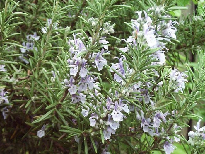 Розмарин лекарственный Розмарин лекарственный
