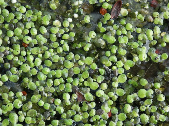 Ряска малая лекарственное растение