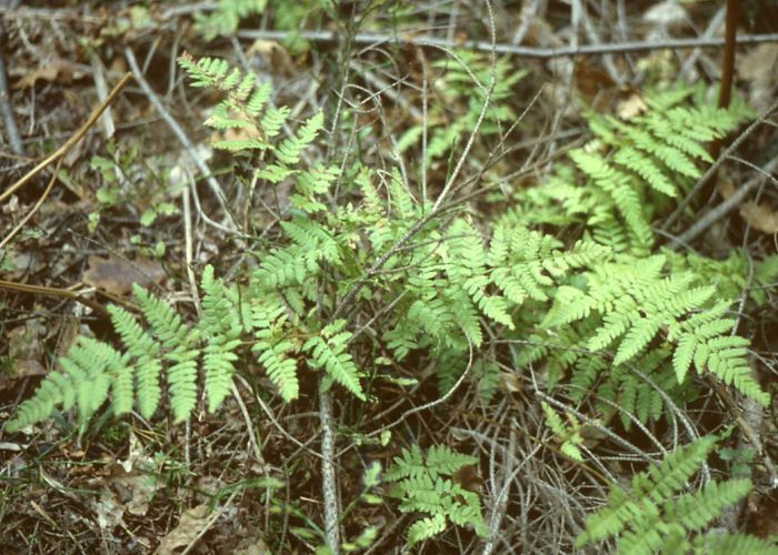 Папоротник (щитовник мужской) Папоротник (щитовник мужской)