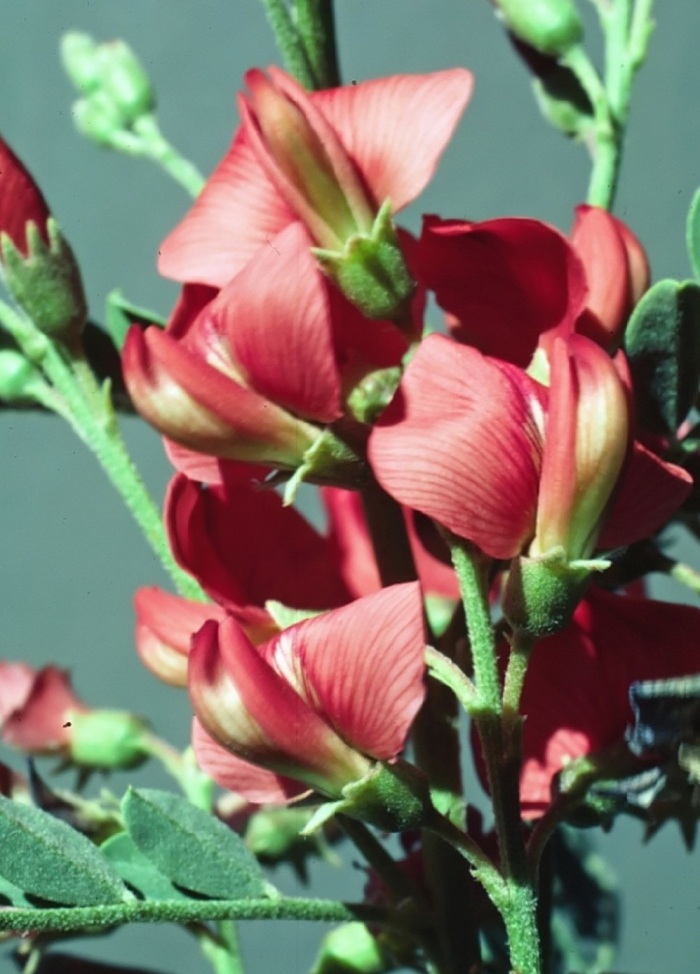 Сферофиза солонцовая лекарственное растение Сферофиза солонцовая лекарственное растение