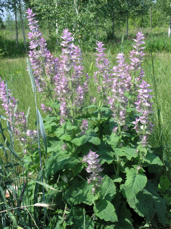 Шалфей мускатный