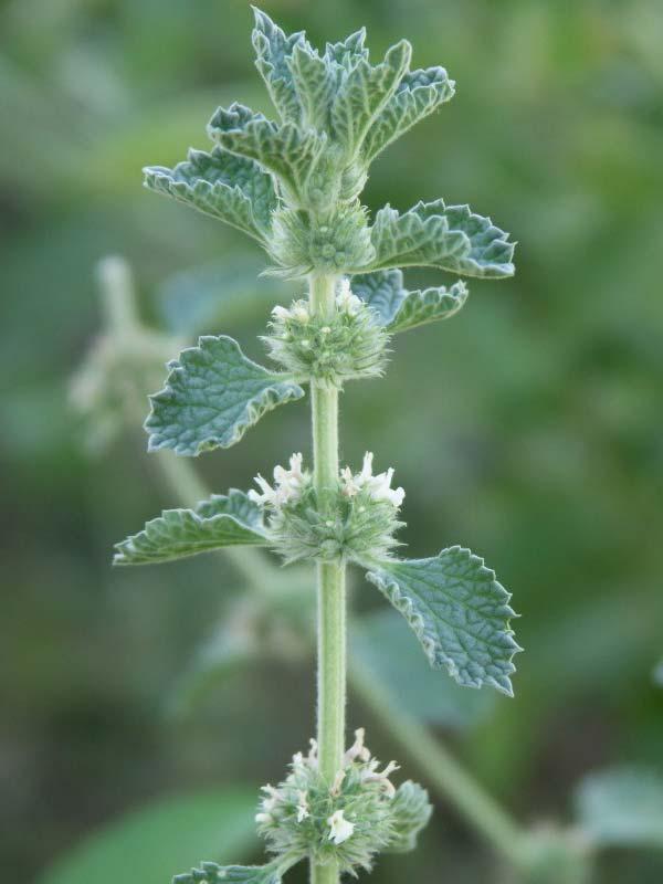 Шандра обыкновенная лекарственное растение