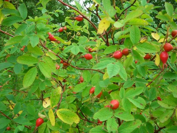 Шиповник коричный Шиповник коричный