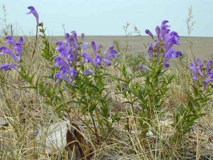 Шлемник байкальский
