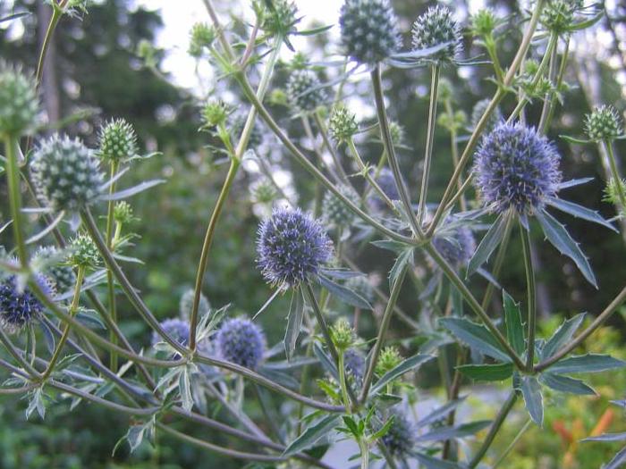 Синеголовник плосколистный лекарственное растение Синеголовник плосколистный лекарственное растение