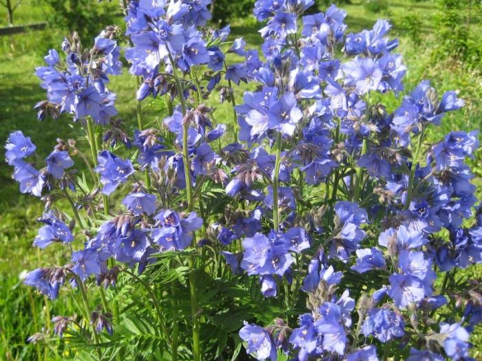 Синюха голубая лекарственное растение