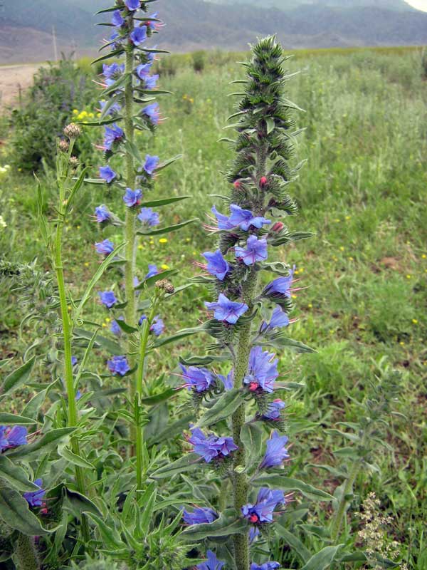 Синяк обыкновенный лекарственное растение