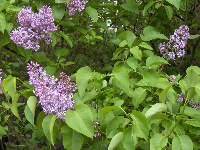 Сирень обыкновенная лекарственное растение Сирень обыкновенная лекарственное растение