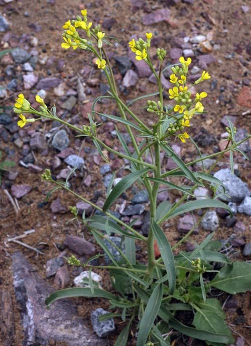 Сирения стручковая лекарственное растение