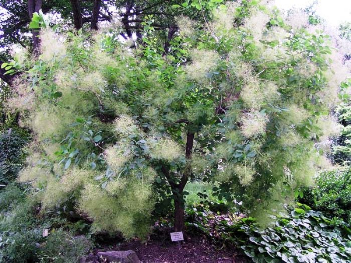 Скумпия кожевенная лекарственное растение Скумпия кожевенная лекарственное растение