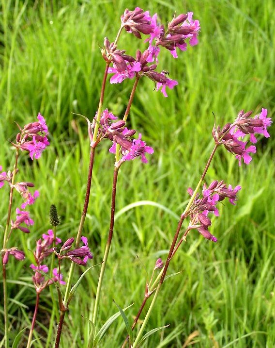 Смолка обыкновенная лекарственное растение Смолка обыкновенная лекарственное растение