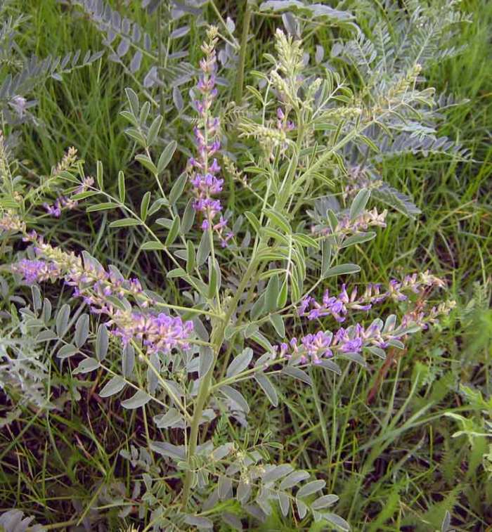 Солодка голая лекарственное растение Солодка голая лекарственное растение