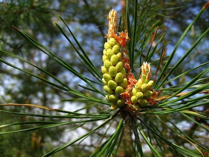 Сосна обыкновенная лекарственное растение Сосна обыкновенная лекарственное растение