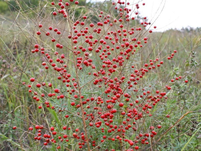 Спаржа лекарственная (аспарагус)