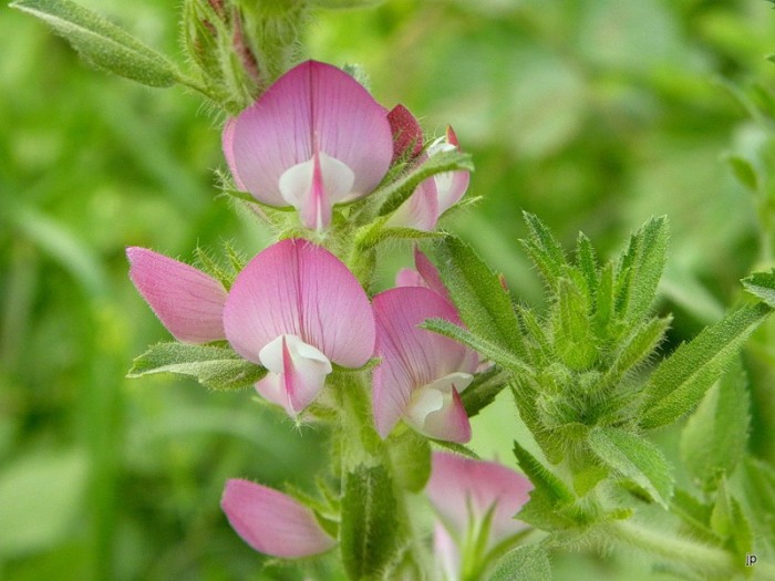 Стальник полевой лекарственное растение Стальник полевой лекарственное растение