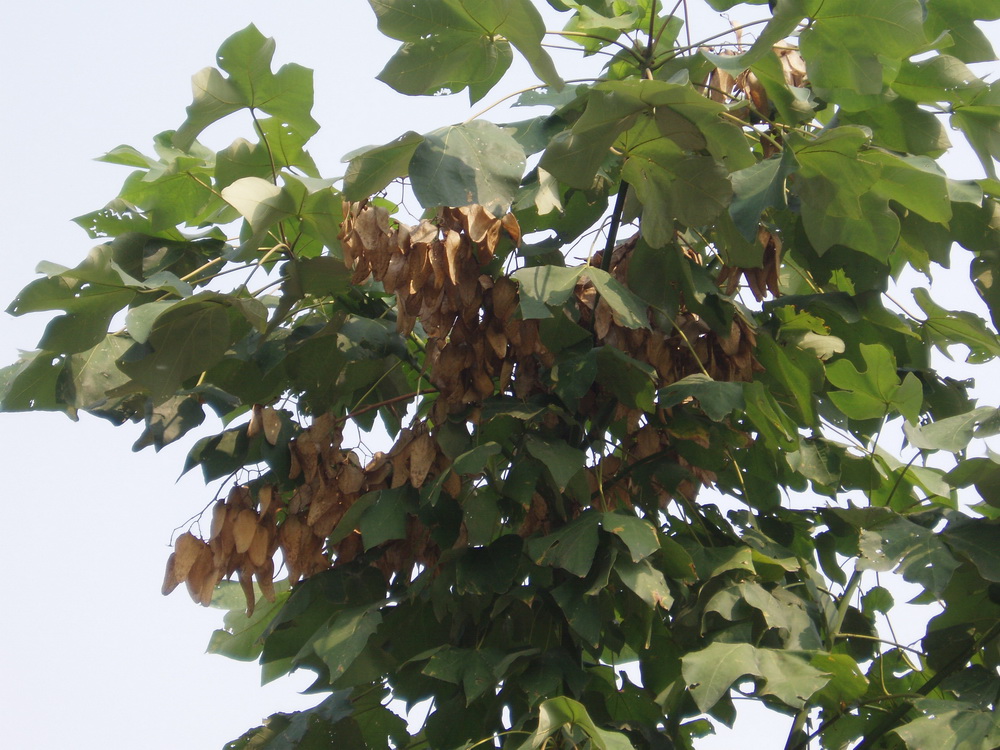Стрекулия платанолистная Стрекулия платанолистная
