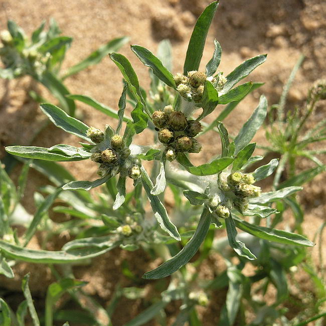 Сушеница болотная лекарственное растение Сушеница болотная лекарственное растение