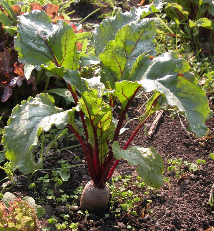 Свекла обыкновенная