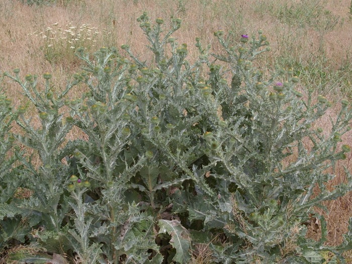 Татарник колючий