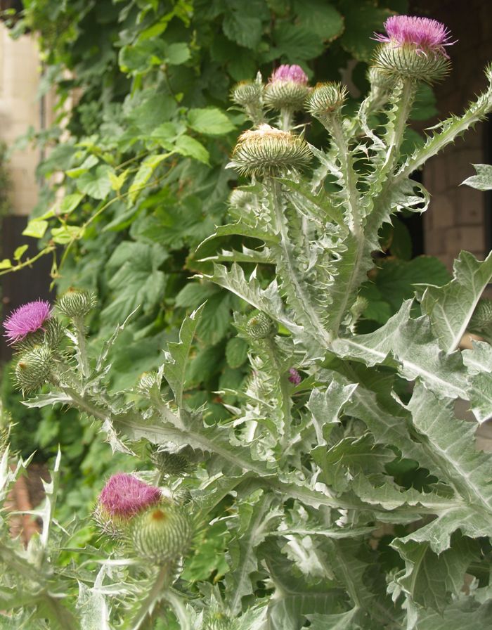 Татарник колючий