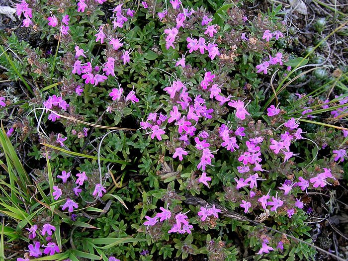 Тимьян ползучий (чабрец, богородская трава) Тимьян ползучий (чабрец, богородская трава)