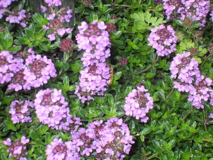 Тимьян ползучий (чабрец, богородская трава) Тимьян ползучий (чабрец, богородская трава)