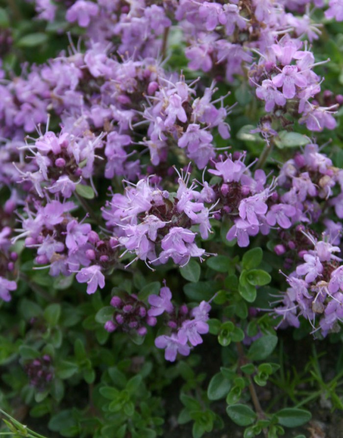 Тимьян ползучий (чабрец, богородская трава) Тимьян ползучий (чабрец, богородская трава)