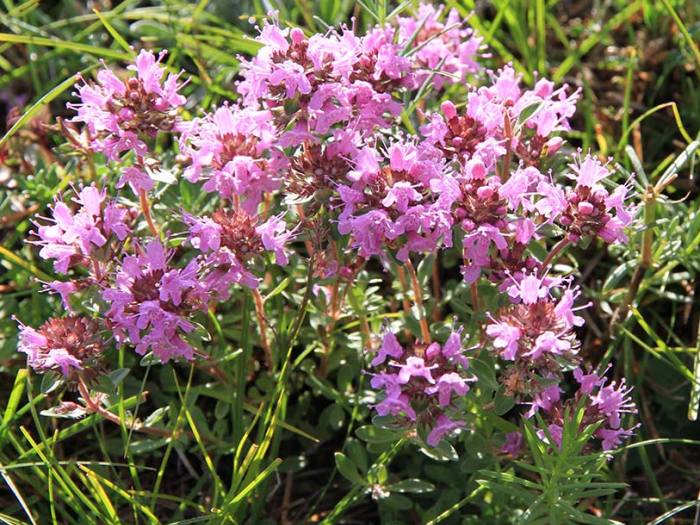 Тимьян ползучий (чабрец, богородская трава) Тимьян ползучий (чабрец, богородская трава)