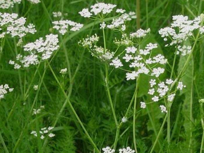 Тмин обыкновенный лекарственное растение Тмин обыкновенный лекарственное растение