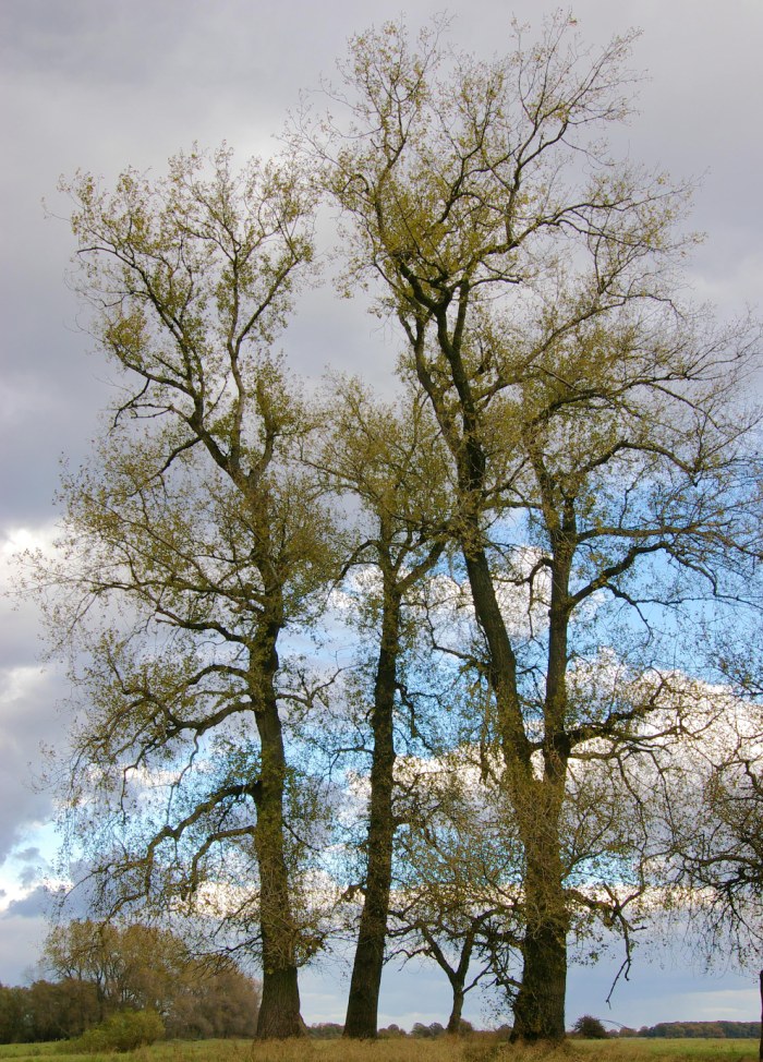 Черный тополь (осокорь)
