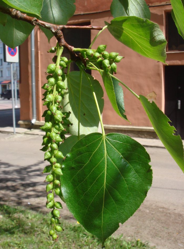 Черный тополь (осокорь)