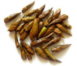 Черный тополь (осокорь)