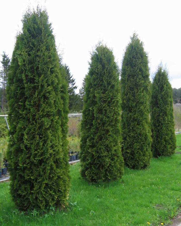Туя западная