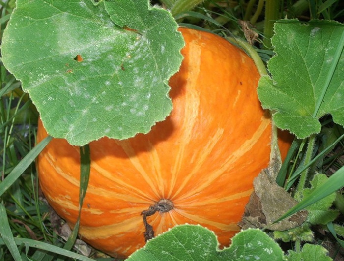 Тыква обыкновенная