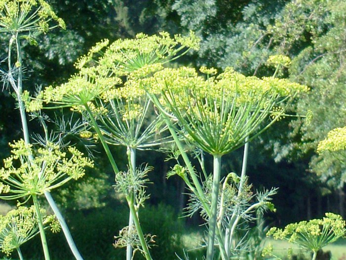 Укроп огородный Укроп огородный