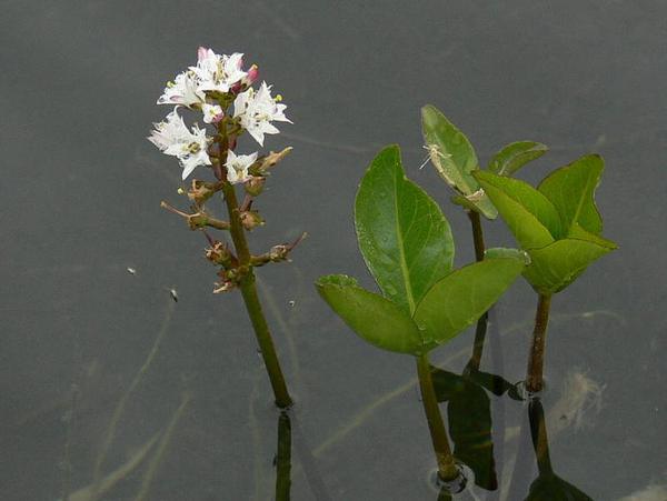 Вахта трехлистная