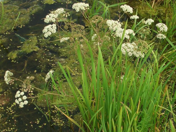 Вех ядовитый (цикута)