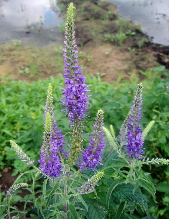 Вероника длиннолистная Вероника длиннолистная