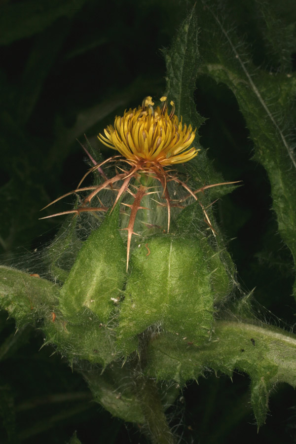 Растение Волчец кудрявый