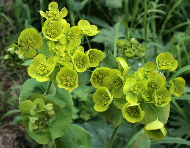 Володушка золотистая Володушка золотистая