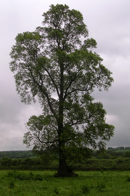 Вяз гладкий