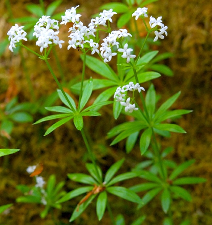 Ясменник душистый