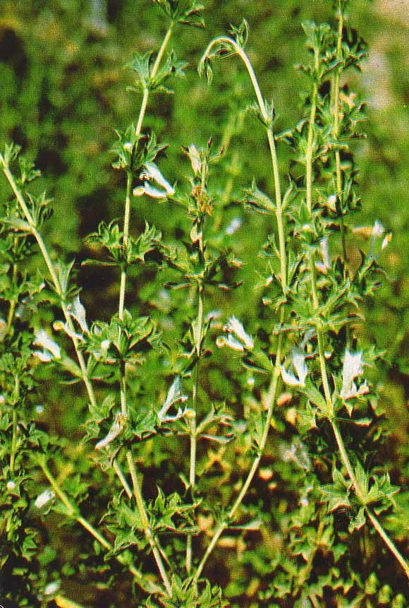 Зайцегуб опьяняющий