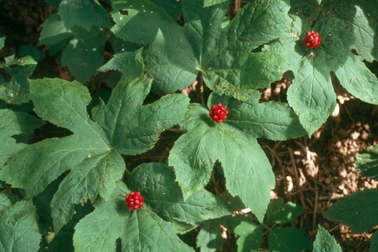 Желтокорень канадский лекарственное растение