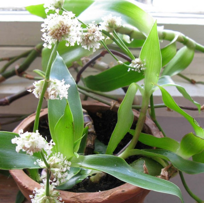 Золотой ус (каллисия душистая) лекарственное растение