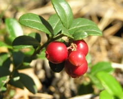 Лечение боли и жжения при мочеиспускании народными средствами
