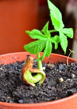 Пересади болезнь в горшочек
