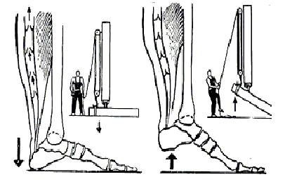 Виброгимнастика академика Микулина