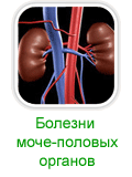 Симптомы и лечение заболеваний моче-половых органов народными средствами